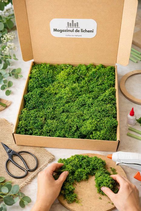 Licheni Decorativi Stabilizati Verde Inchis | 300g