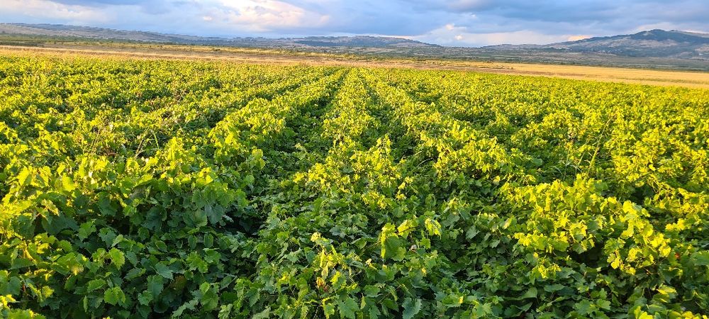 Butasi vita de vie altoiti