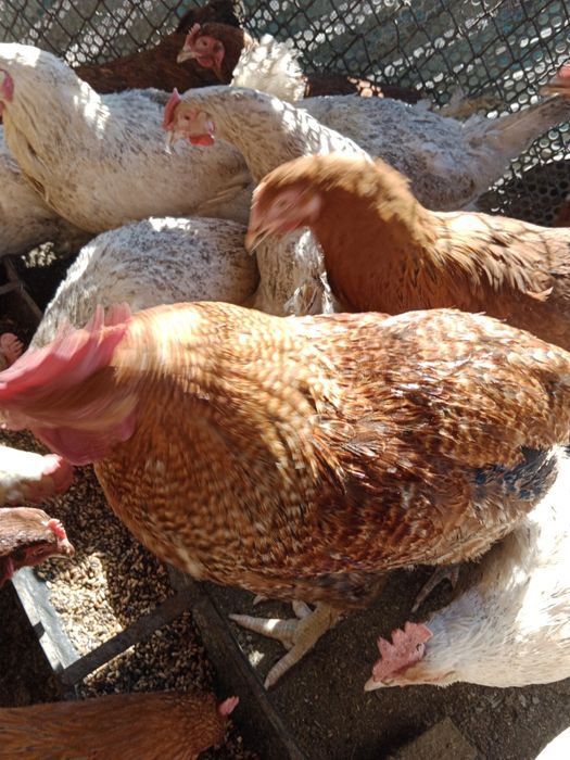 Петухи Бильфелдер