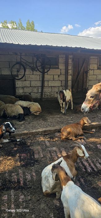 Vând 3 Tapi boer  vârsta intre 3 ani si 8 luni toti buni de monta si capre comune
