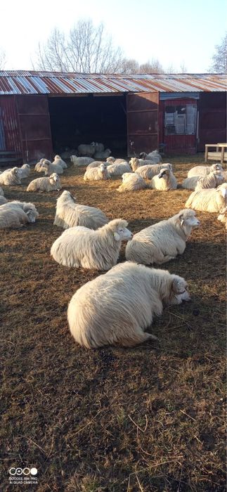 Oi de vanzare detalii la telefon