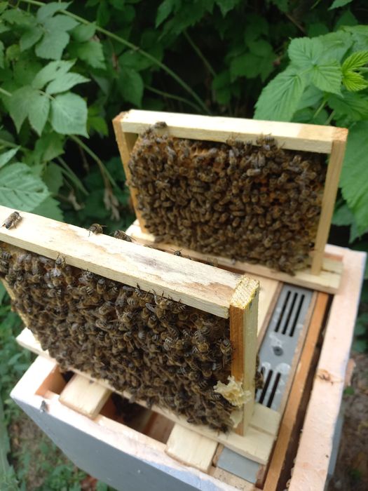 Продаю пчел, пчеломаток(онаари))