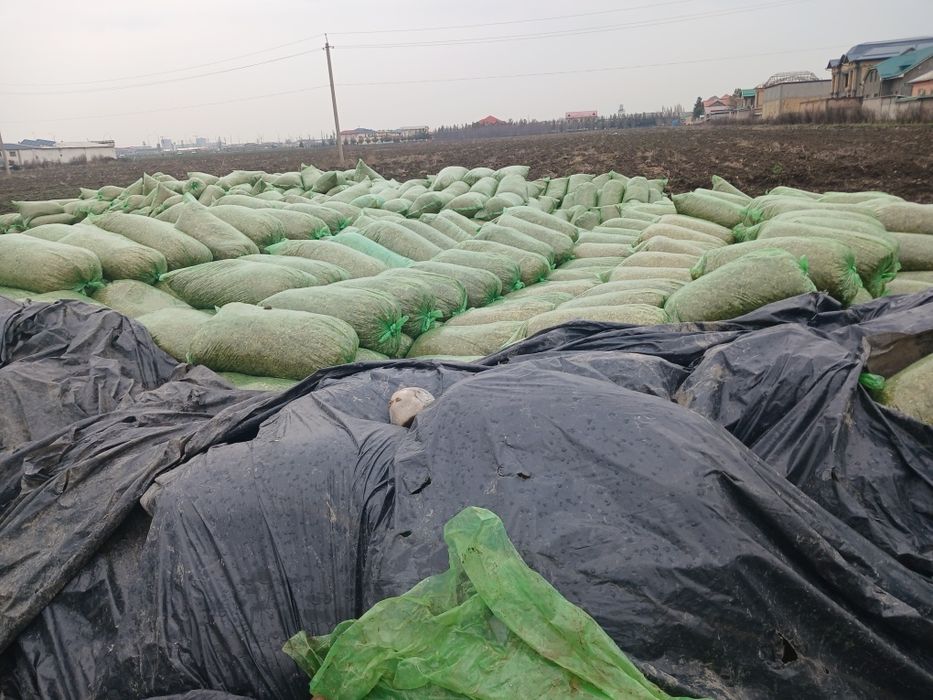 Донлик Силослар бор тел