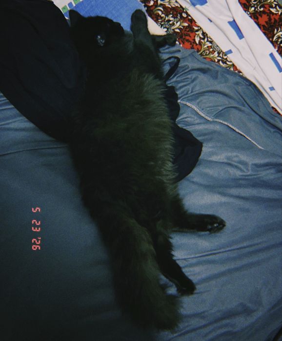 Кошка, очень умная девочка