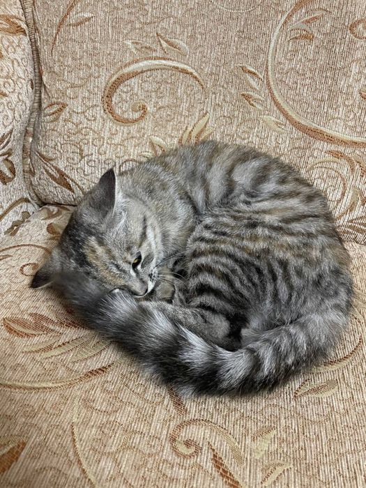 Кошка чистая аккуратная