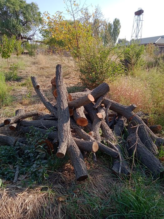 Утин бор сотилади