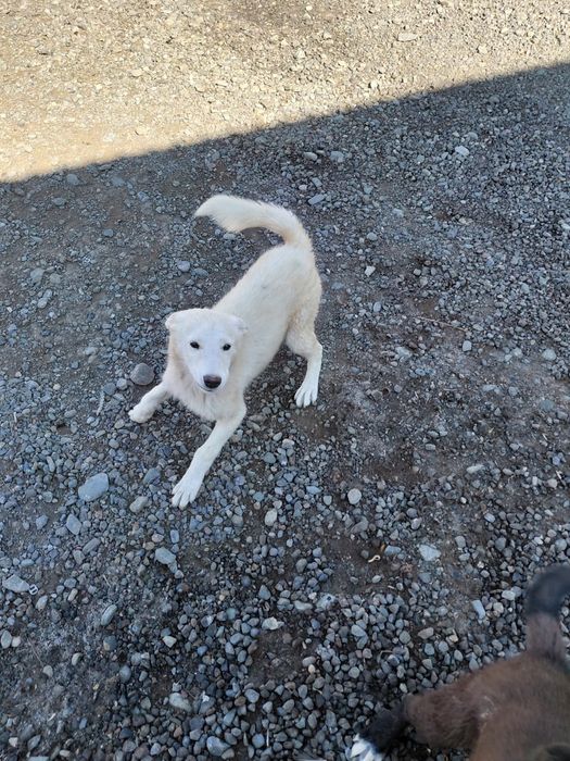 ПРОДАМ отличных щенков