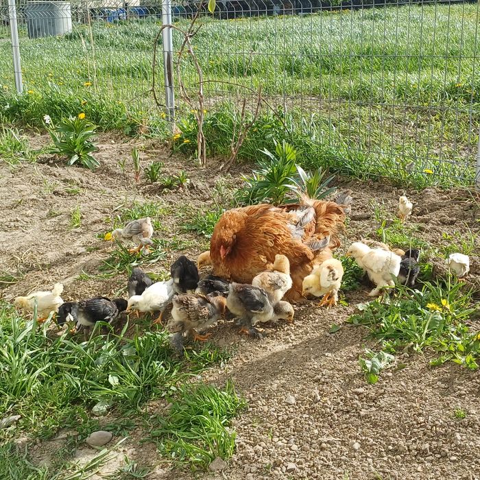 Closca brahma  cu puișori
