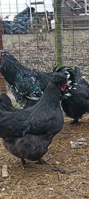 Vând găini moțate