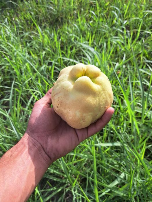 Bexi mevasi boģdan optom sotiladi