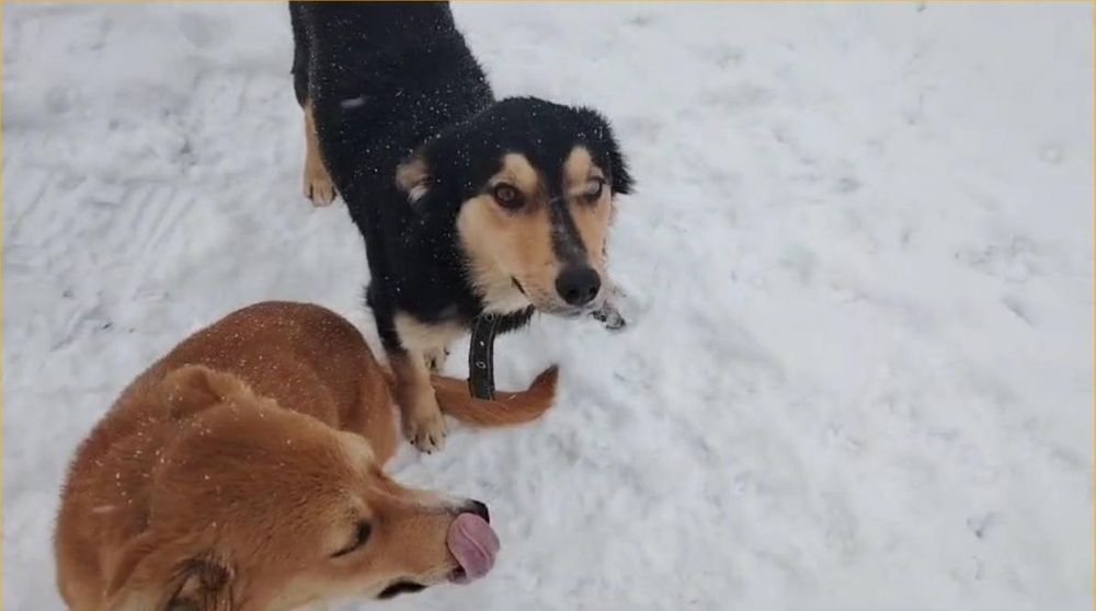 Двум собакам ищем дом