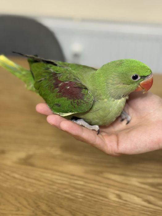 Ръчно хранен Голям Александър