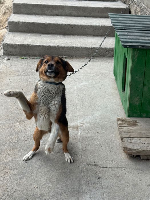 Отдам щенка бесплатно