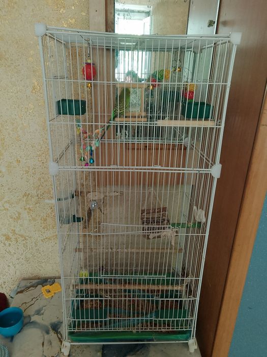 Продам попугая с клеткой