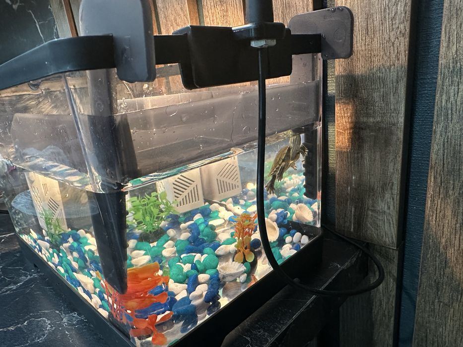 Красноухая черепашка с аквариумом