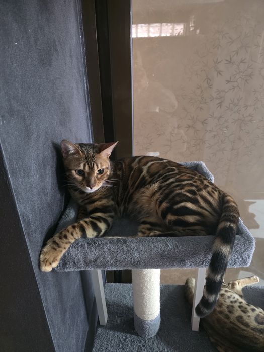 Vindem pisica rasa Bengal cu pedigree