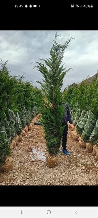 Mesteacăn /Leylandii