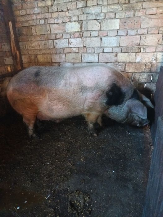 Мъжко неизкопено прасе