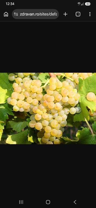 Struguri de vin producție 2026