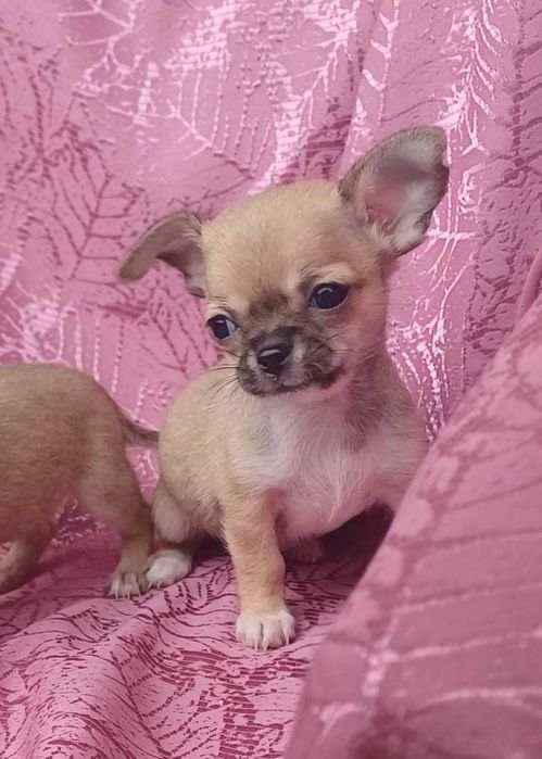 Чихуахуа   щенок