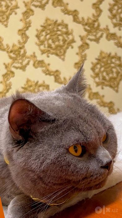Вязка Британский кот.