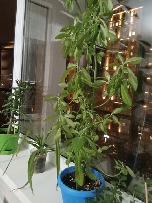 Продам цветок домашний
