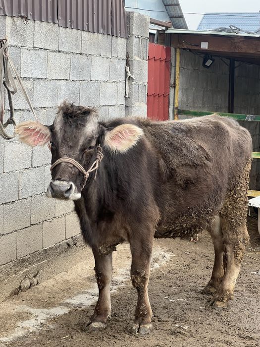 Алатау Швед сиыры Буаз