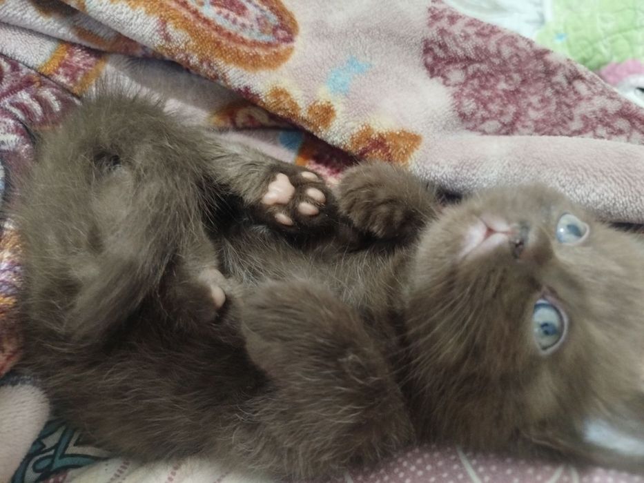 Готовы к переезду котята. И ищут новый дом. Породистые котят.