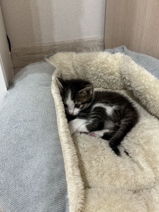 Отдам котенка бесплатно