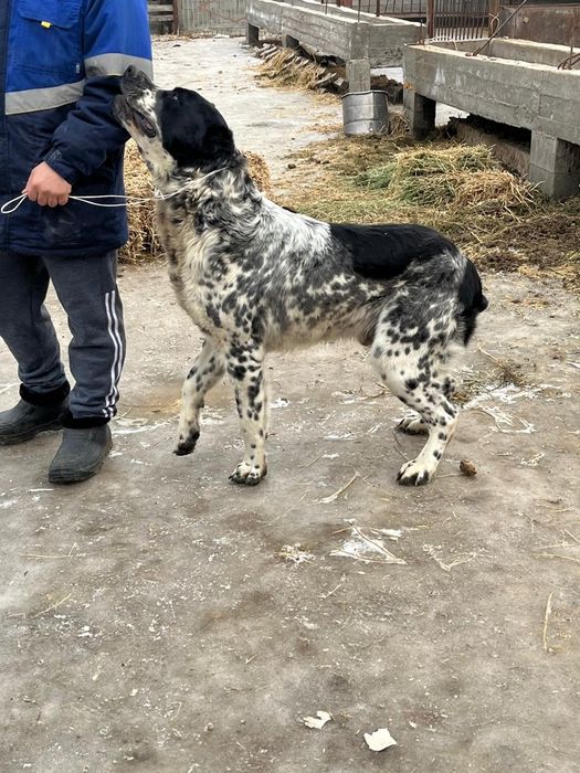 Продам щенка Алабая