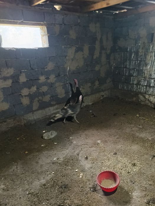 Продам индюков бронза