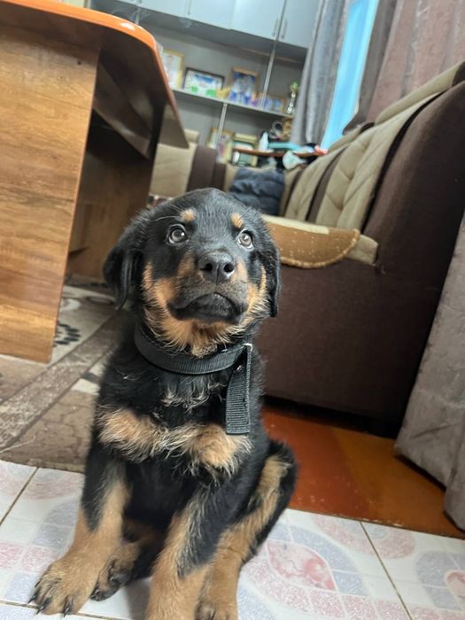 Продаются щенки ротвейлера.