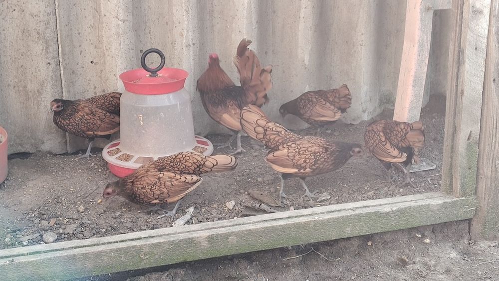 Vând  5 femele sebrig auriu
