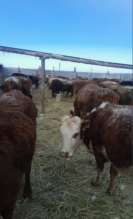 Ipi қара малдар 7 бас сатылады.