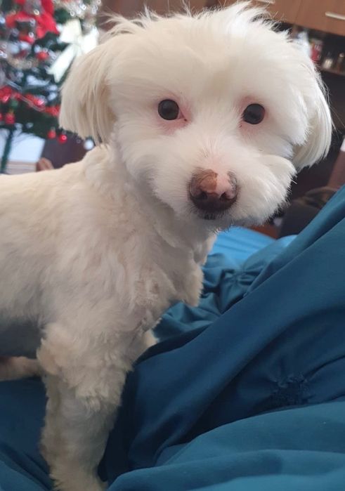 Vând Bichon Havanez