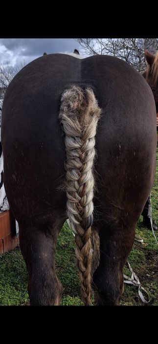 Vand sau schimb o iapa si un harmasar