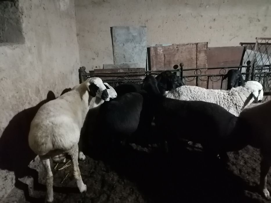 Qurbonlikka qo'ylar bor