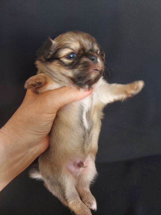 Продаю щенков чихуахуа