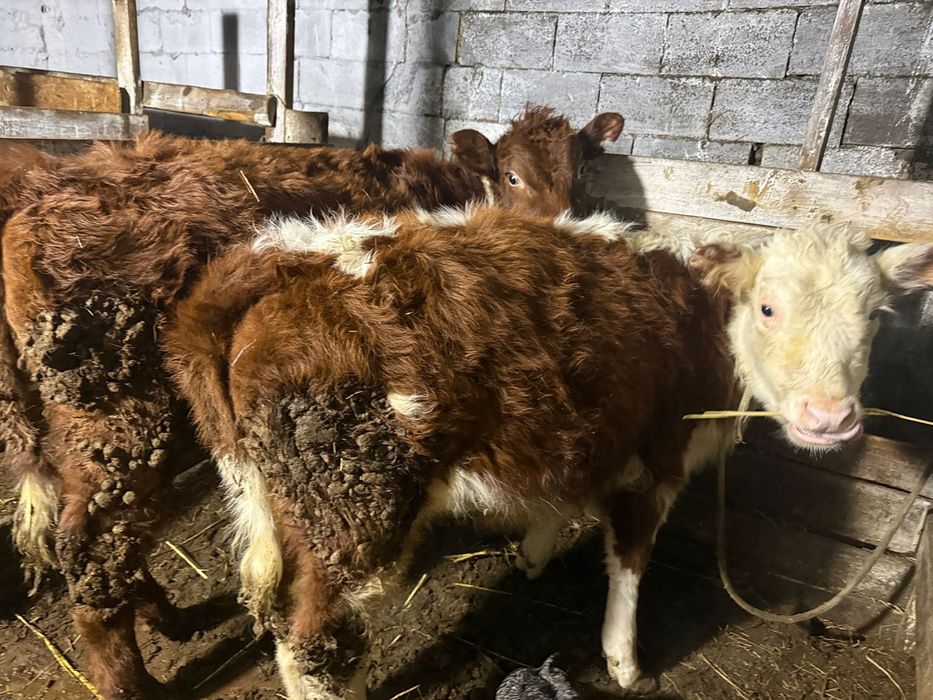 Продается КРС и бараны