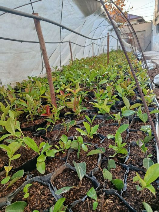 Хар хил турдаги кустарник буталар