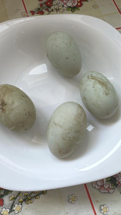 Oua de rața rasa Rouen