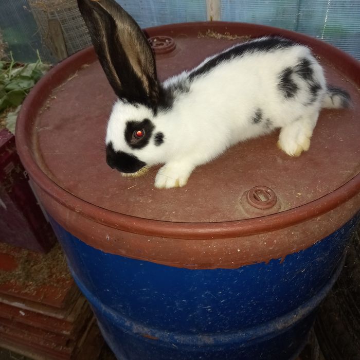 Vând iepurași fluture german diferite vârste