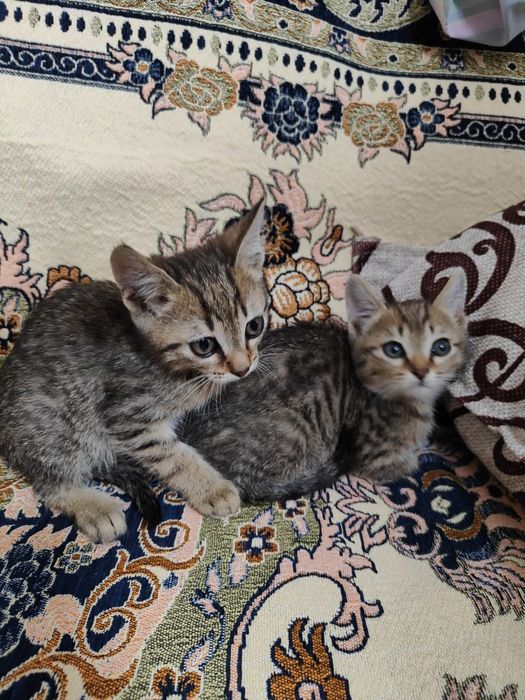 Отдам котиков в добрые руки