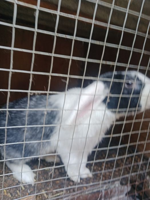 Srochna Quyon sotiladi