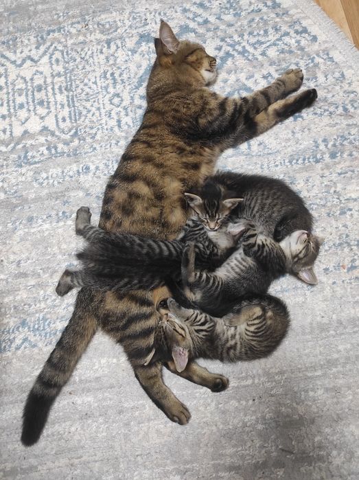 Котята. Отдам в хорошие руки.
