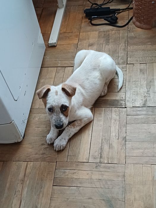 Câine dragut cu doua vaccinuri făcute