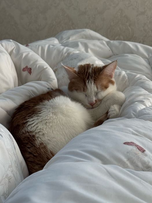 Забавный кот по кличке Твикс