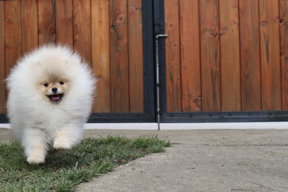 Страхотно момченце померан с родословие FCI