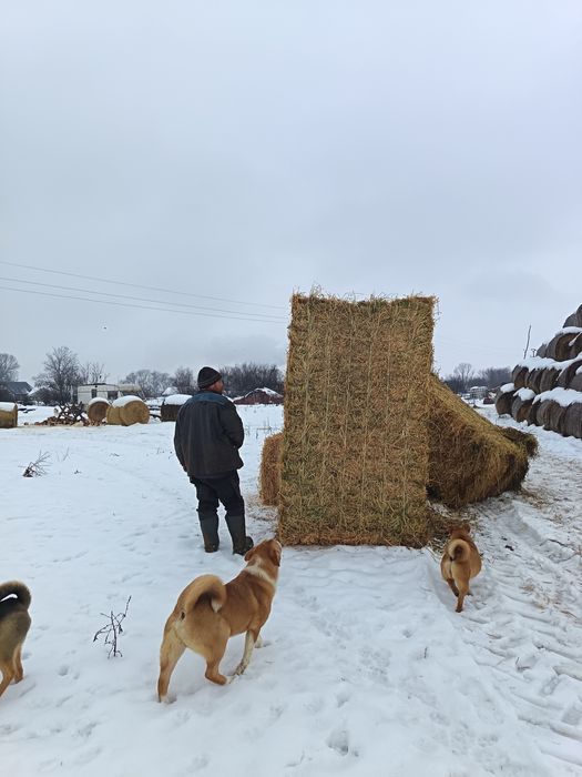 Baloti lucerna calitatea 1
