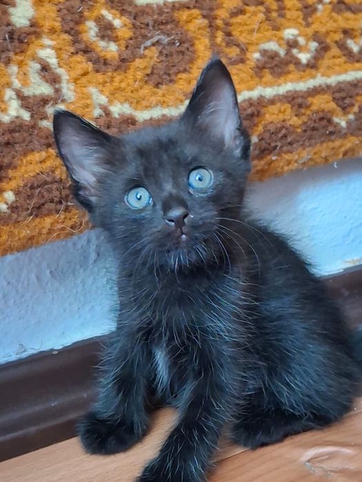 Котята 1 месяц и 2 недели